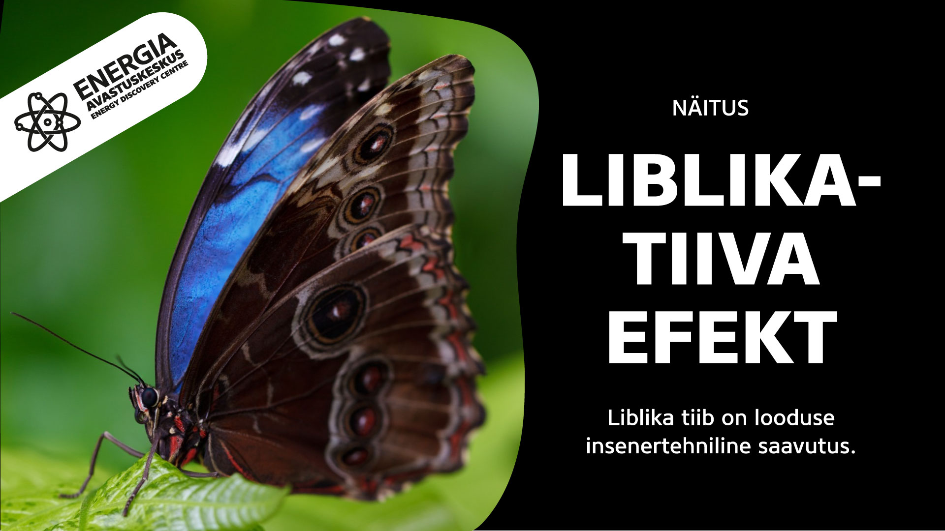 17 февраля во время Семейного дня исследуем эффект бабочкиного крыла